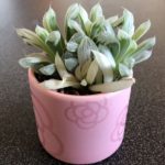 ハオルチアを育てたい