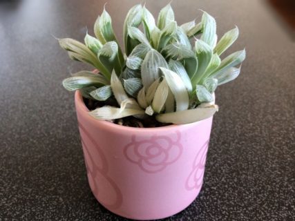 ハオルチアを育てたい