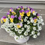 ビオラとアリッサム