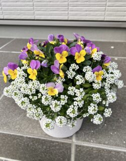 ビオラとアリッサム