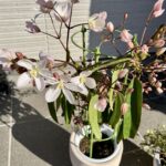 アップルブロッサムを購入してしまいました