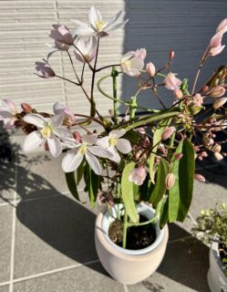 アップルブロッサムを購入してしまいました