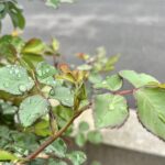 今年はじめてのバラの蕾を発見