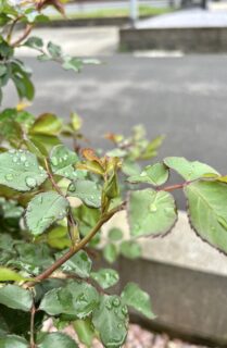 今年はじめてのバラの蕾を発見