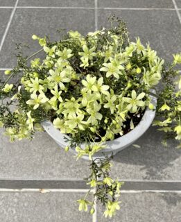 3種類のフォステリー系クレマチス