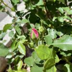 ローズうららの蕾がピンクになりました