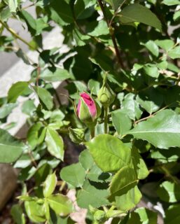 ローズうららの蕾がピンクになりました